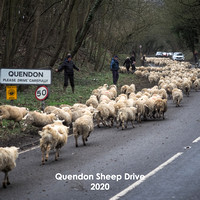 Quendon Sheep Drive