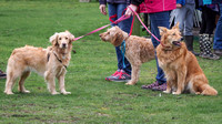 Support4Sight Charity Dog Walk.