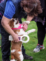 Support4Sight Charity Dog Walk.